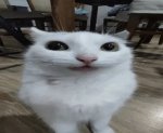 ԃαყ ԃɾҽαɱιɳɠ