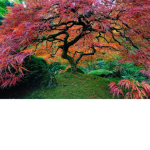 .., willow tree ,..