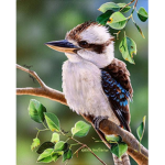 Kookaburra fan club