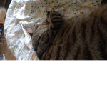 KittyCatSquad K C S