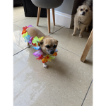 Chihuahua people