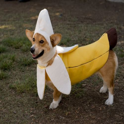 Banana dog Roblox decal
