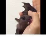 ROBLOX animal group