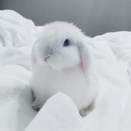 ✩