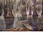 Bayou try hard