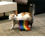 Meows team