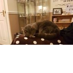animal gang ye