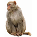 Monkey Pr0ductions
