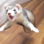 Rainbow ferrets