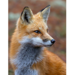 Stylish's Den