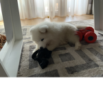 League of puppy