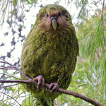 bird development group