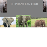 The Elephant Fan Club!!
