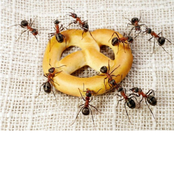 Minature chaos! (4.0 NEW STARTERCHARCTER :O)