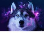 Logan Husky