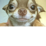 Chihuahuas perúanos