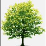 Trees:D
