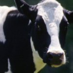 TheCowFarm