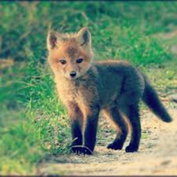 Fox World!