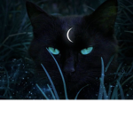 fellow witches