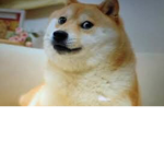 Godly Doge Team