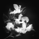 +wh1sp3r+
