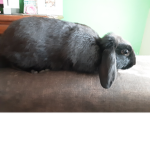 Nice Boys that like rabbits