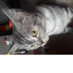 ABU IS A CHIBI