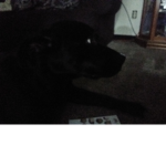 I am mr dog