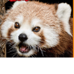 Red panda cute