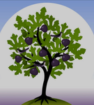 The Amazing Fig Tree