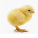 #Team Chicks Forever