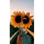 Sunflower clu