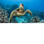 Sea turtles for life