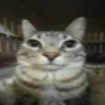 Tropa do El gato