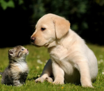 Very cute animals