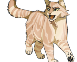 Warrior cat lovers sqaud