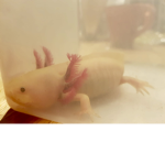 Cute axolotls are best