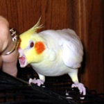 Cockatiel Demons