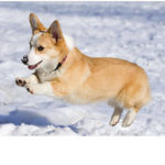 DaRealCorgiGang