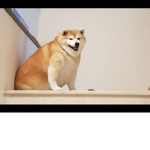 Good boye studios