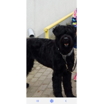 Dogscute