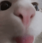Coocooforcocopuffs