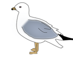 Elite Group of Seagulls