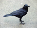 까마귀고기(Crow meat)