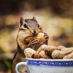 PEANUT SQUIRRELS
