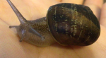 Snail Support Group