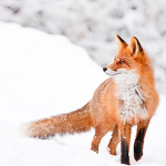 TheFoxEsteam