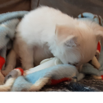 Dogs are the best missbunnyboo2497