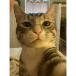 yummmy cat